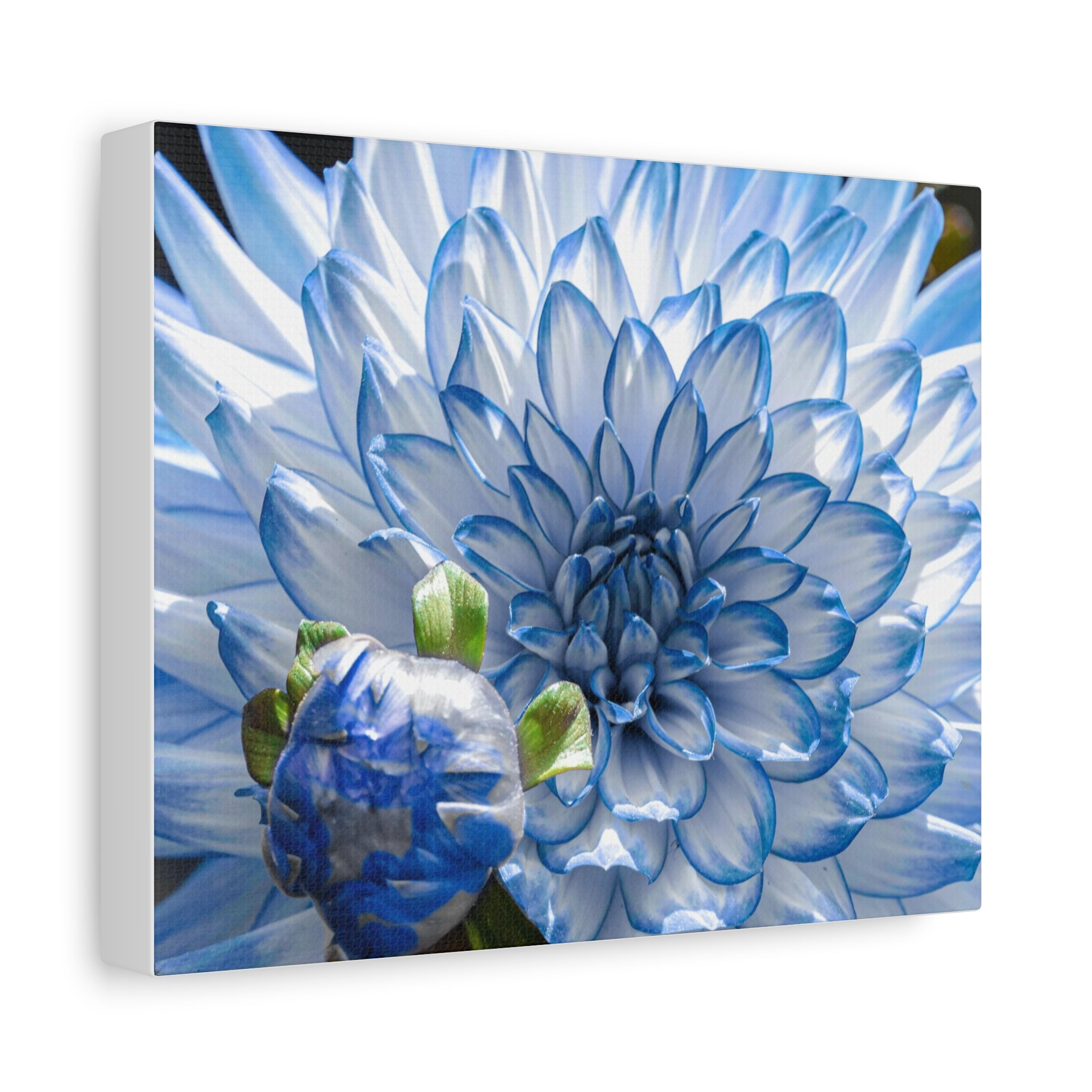 Crisantemo – Flor de la Calma Interior  – Magic Dreams Collection – Floral Canvas Premium