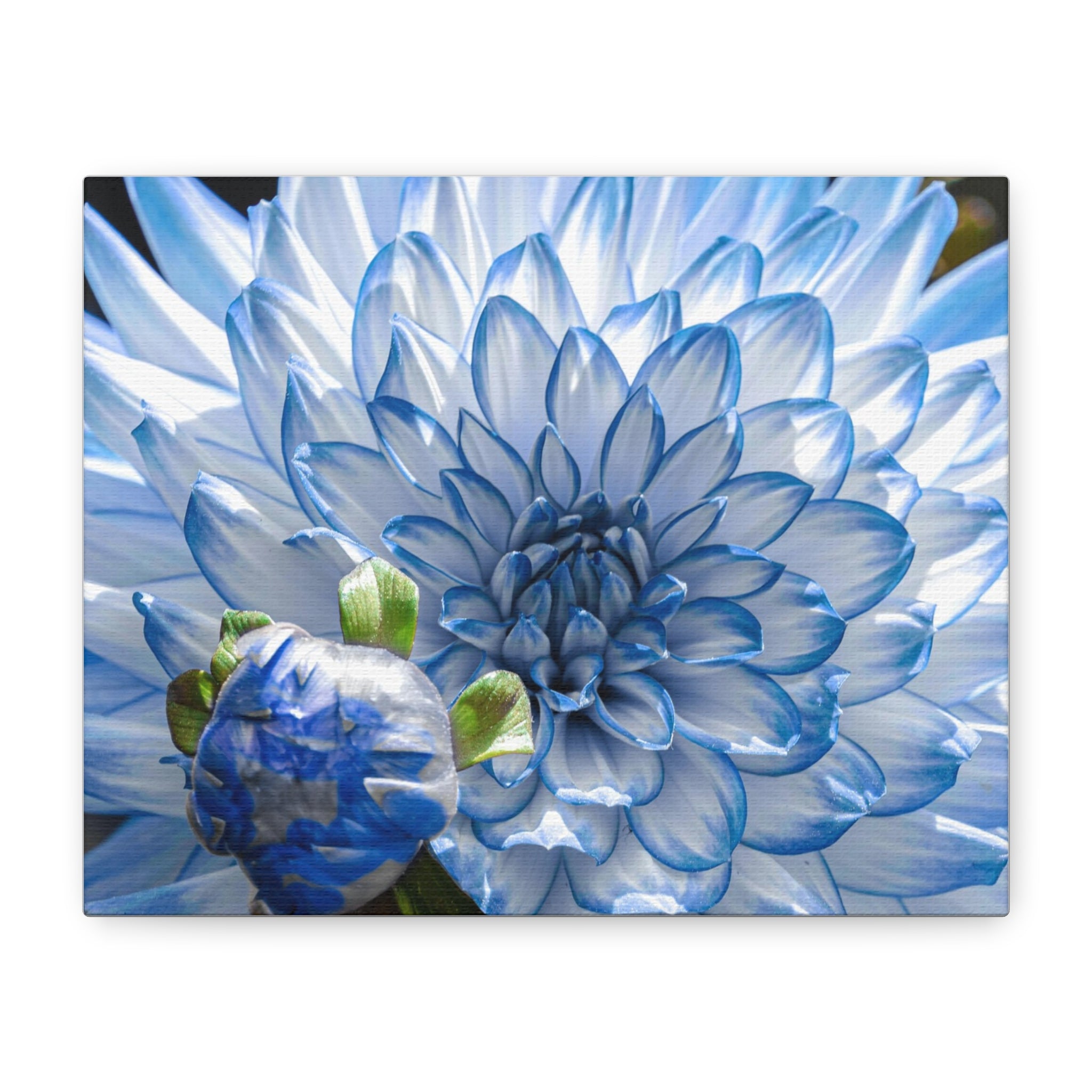 Crisantemo – Flor de la Calma Interior  – Magic Dreams Collection – Floral Canvas Premium